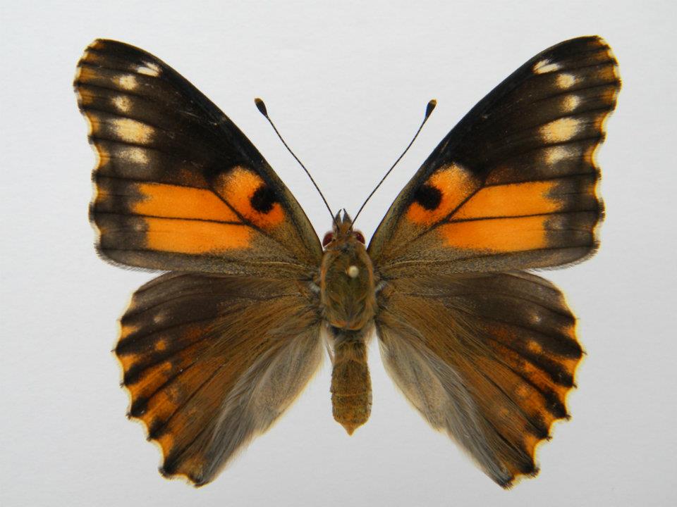 Vanessa cardui Cold shock abb2) (Internet Image property of respective owner, non-commercial use only)